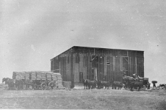 port-moorowie-shed_horses
